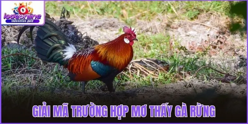Giải mã trường hợp mơ thấy gà rừng