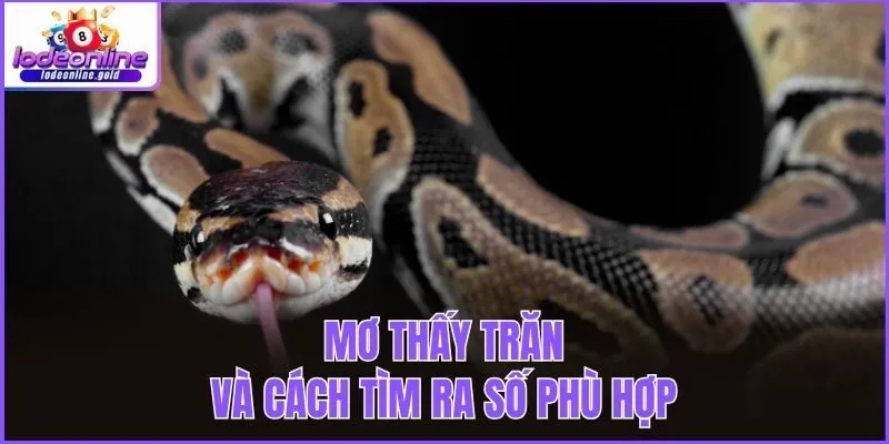 Mơ thấy trăn và cách tìm ra số phù hợp